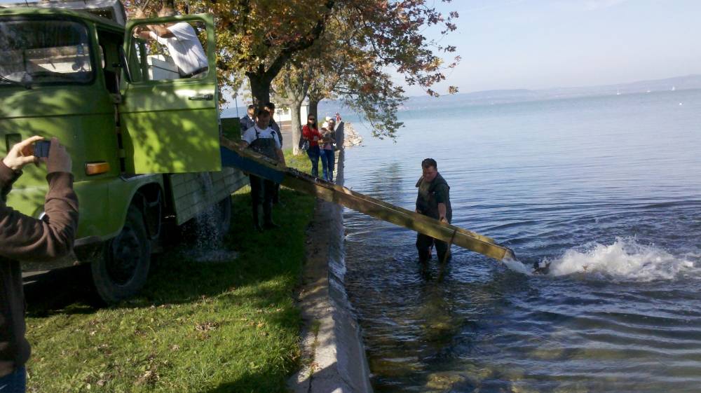 A mai ötödik telepítés zajlik Balatonlellén