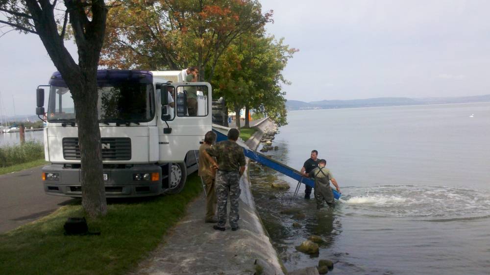 Az első haltelepítés sikeresen lezajlott