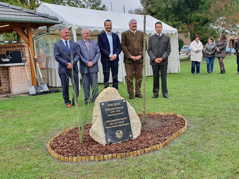 Virágos kőris idézi Fekete István emlékét mostantól Keszthelyen 