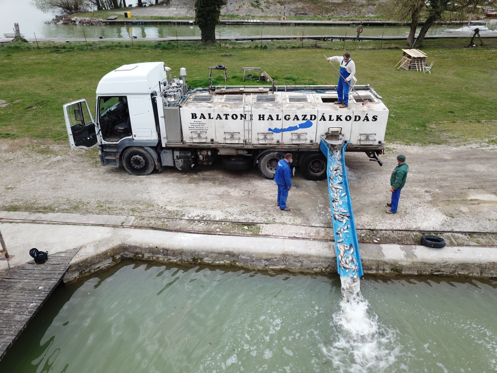 Haltelepítési beszámoló és előrejelzés