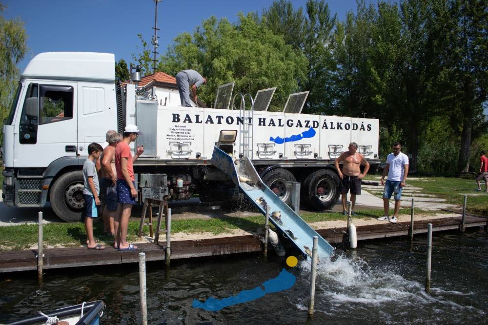 Haltelepítési beszámoló 