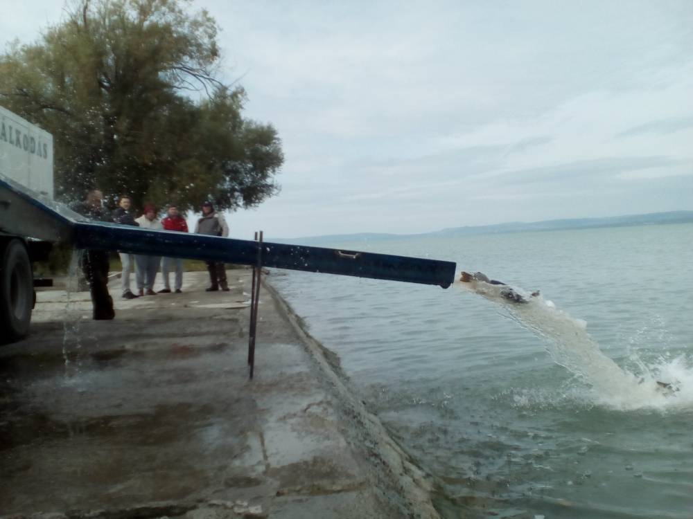 Balatonföldvári telepítés sikeresen lezajlott