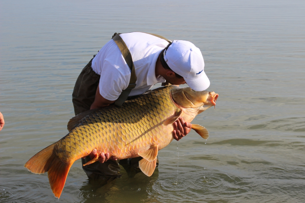 Balatoni visszatérő vendégek 20 kg felett