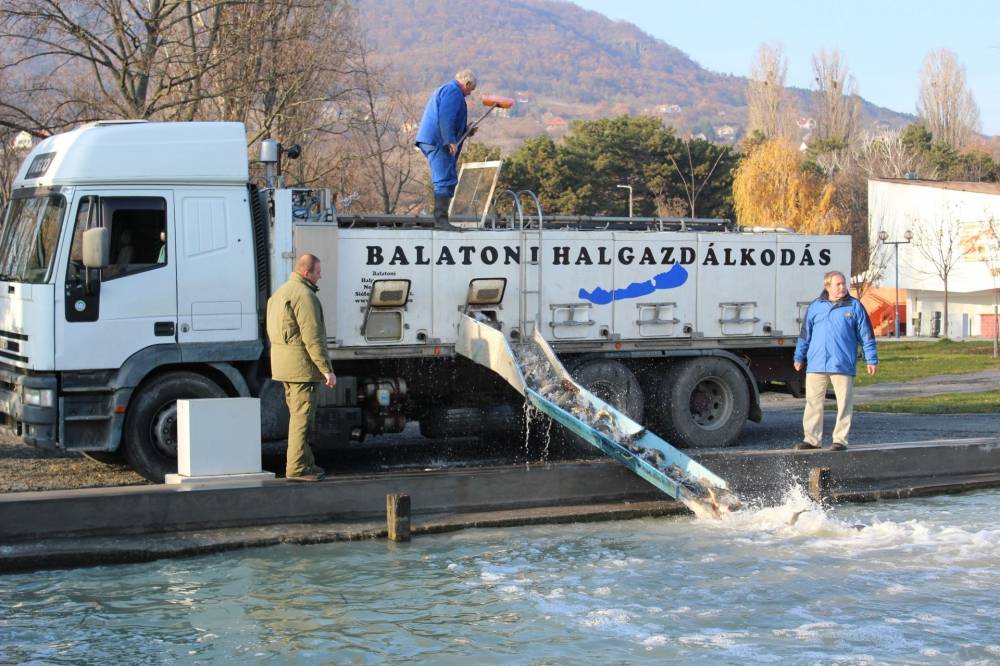 Haltelepítési beszámoló és előrejelzés