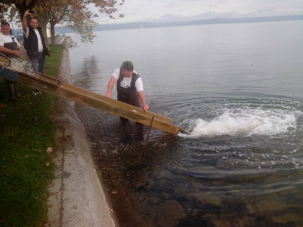 Haltelepítési beszámoló és előrejelzés