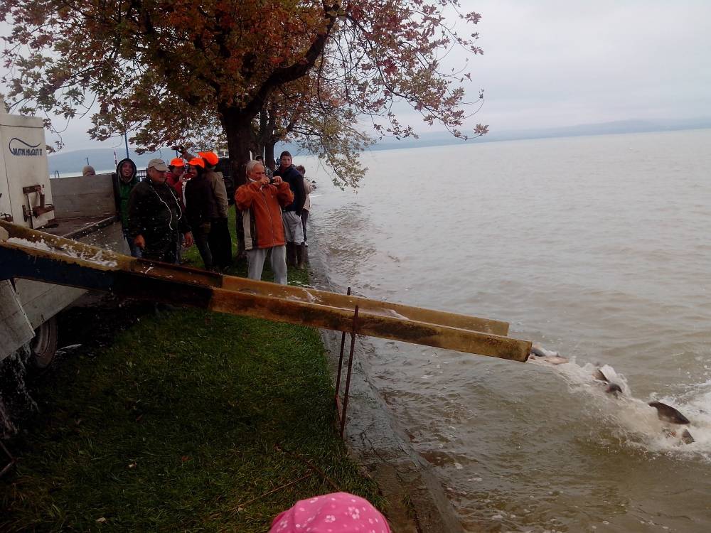 Megérkezett az első szállítmány Balatonlellére 