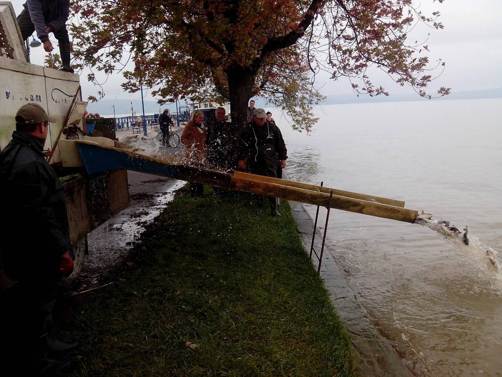 Megérkezett a harmadik szállítmány Balatonlellére. 