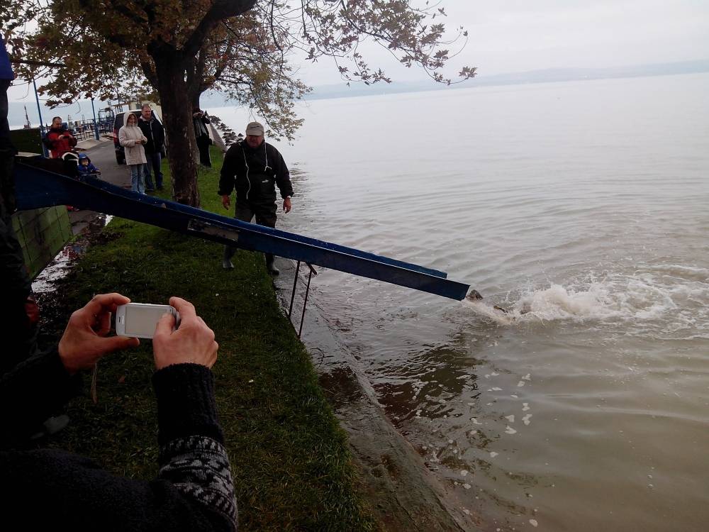 Megérkezett az ötödik szállítmány Balatonlellére 