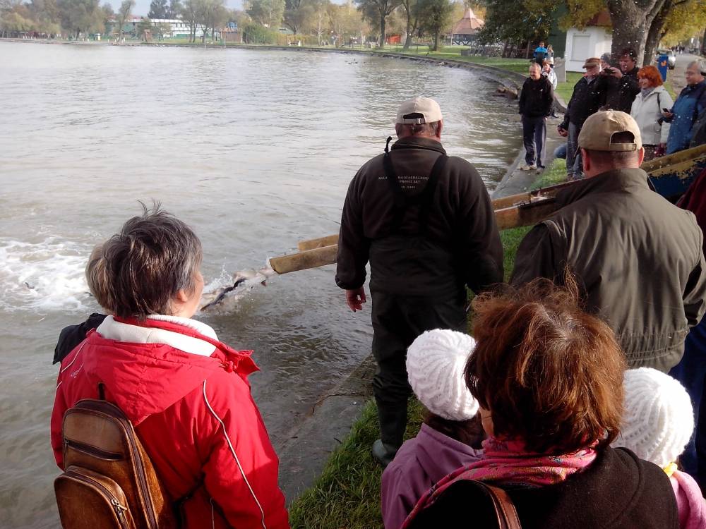 Megérkezett a hetedik szállítmány Balatonlellére 