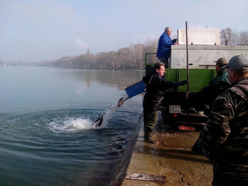 Megérkezett a második szállítmány Balatonföldvárra. 