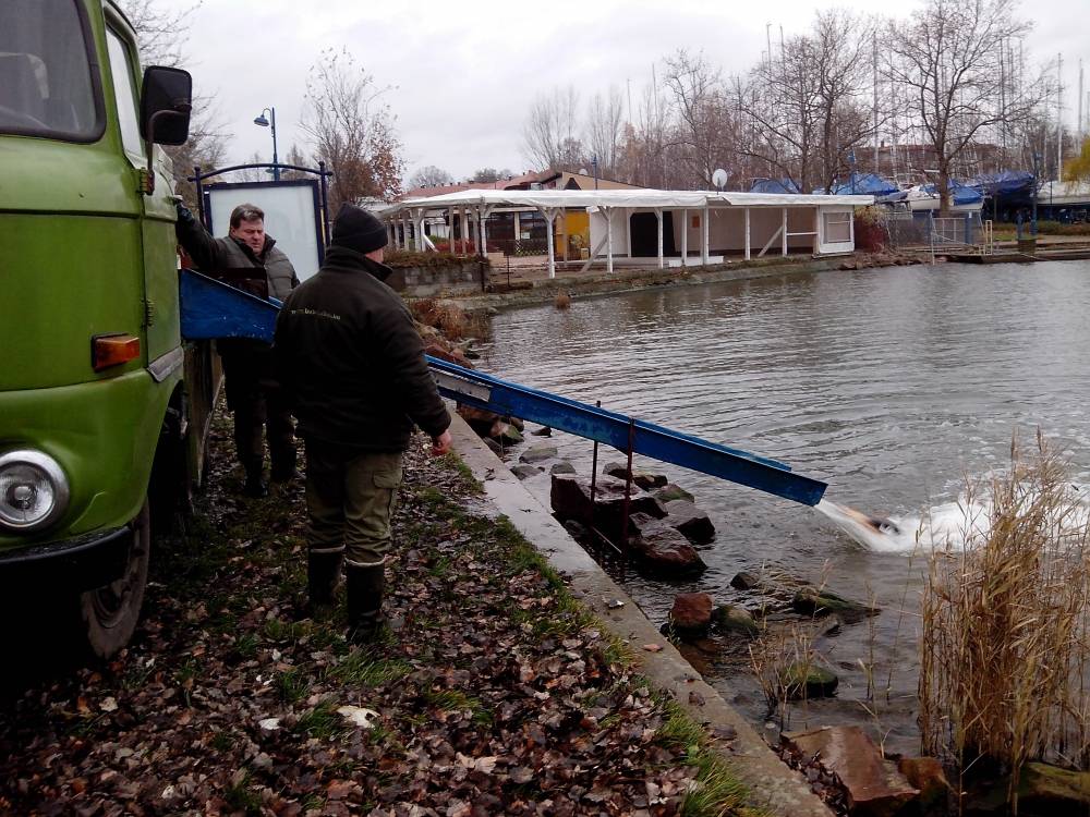 Megérkezett az első kocsi Balatonlellére 