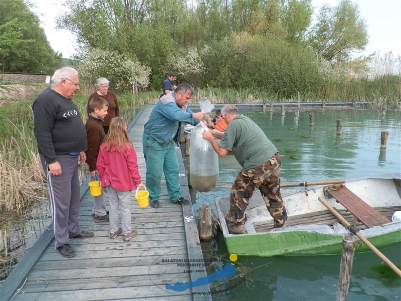 A mai nappal befejeződött a balatoni előnevelt csukatelepítés