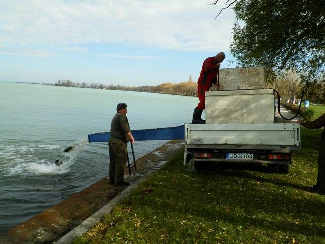 A balatonföldvári telepítés sikeresen lezajlott