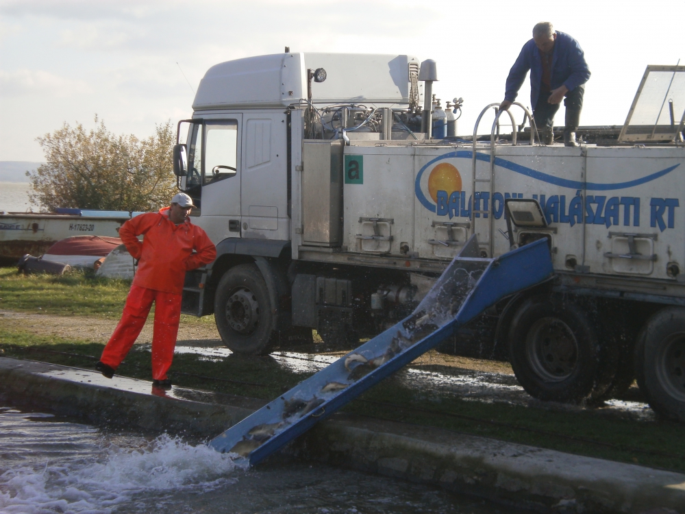 Haltelepítési beszámoló és előrejelzés