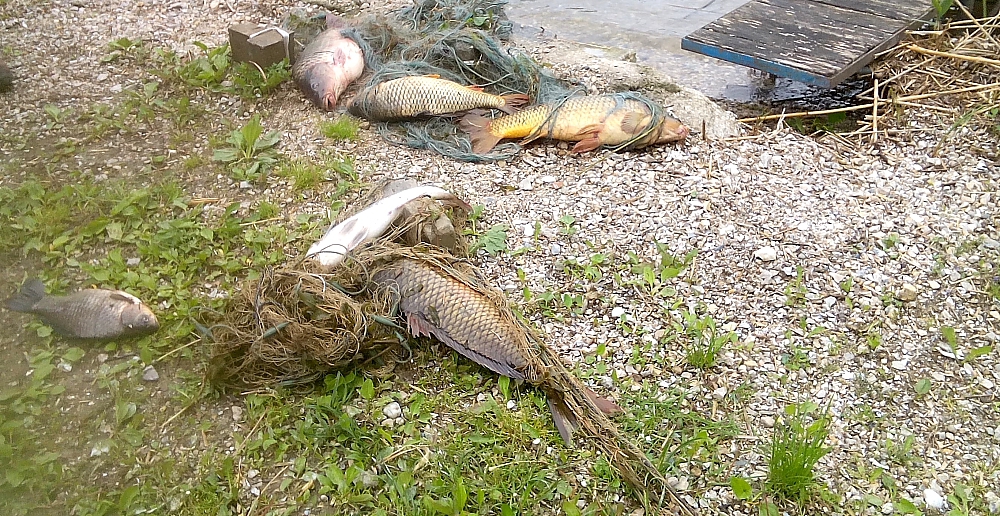 Büntetés a balatonberényi orvhalásznak