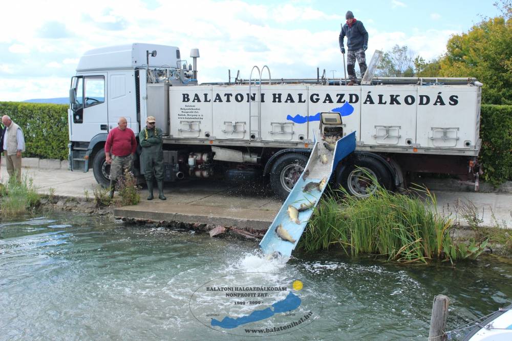 Elkezdődött az őszi haltelepítési szezon a Balatonnál