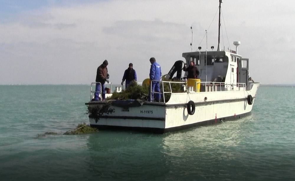 Idén is kikerültek a borókafészkek a Balatonba