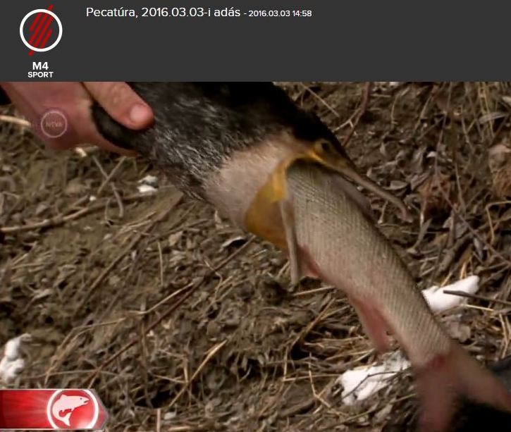 Kormorángyérítésre kísérte el munkatársainkat a Pecatúra stábja 