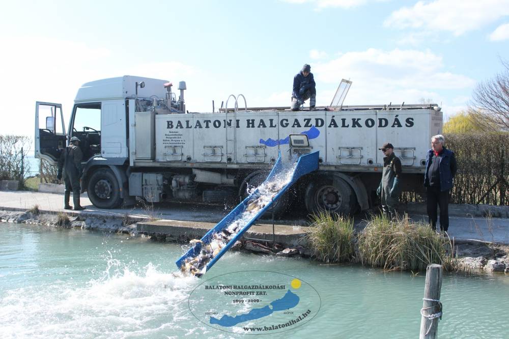 Haltelepítési beszámoló és előrejelzés