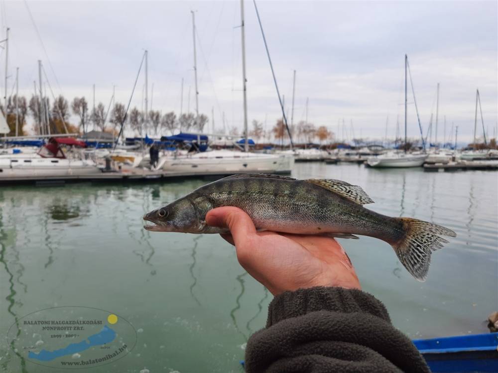 Haltelepítési beszámoló és előrejelzés