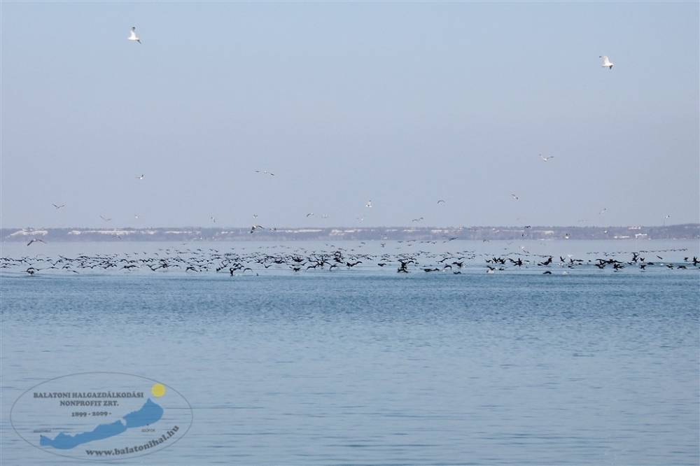 Kárókatona helyzetkép a Balatonon