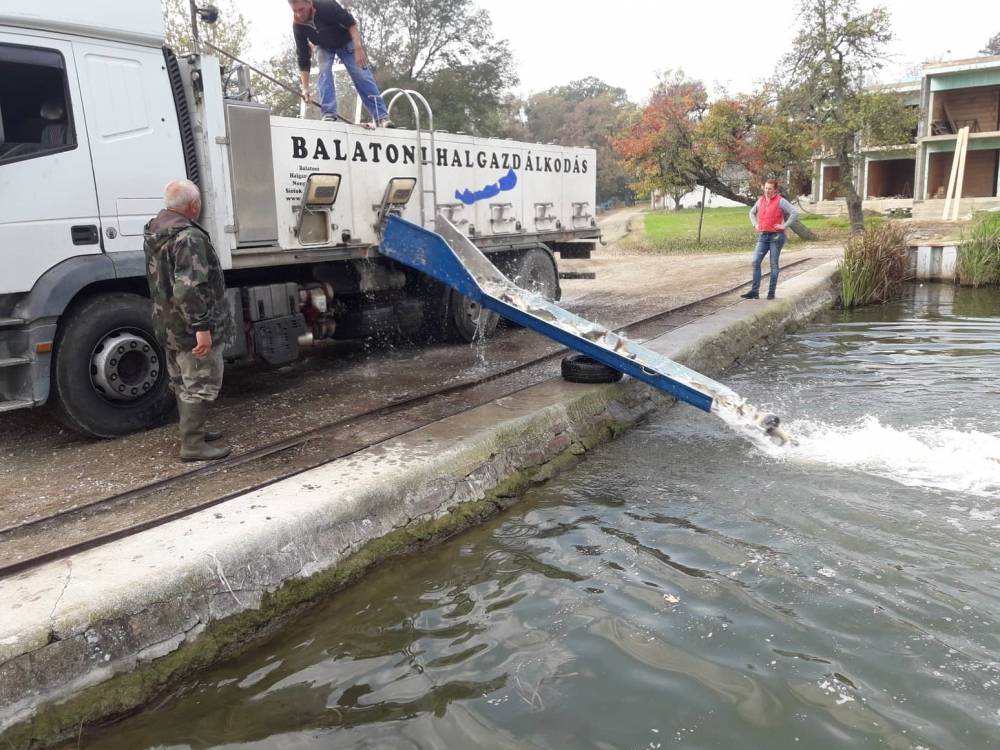 Haltelepítési beszámoló és előrejelzés