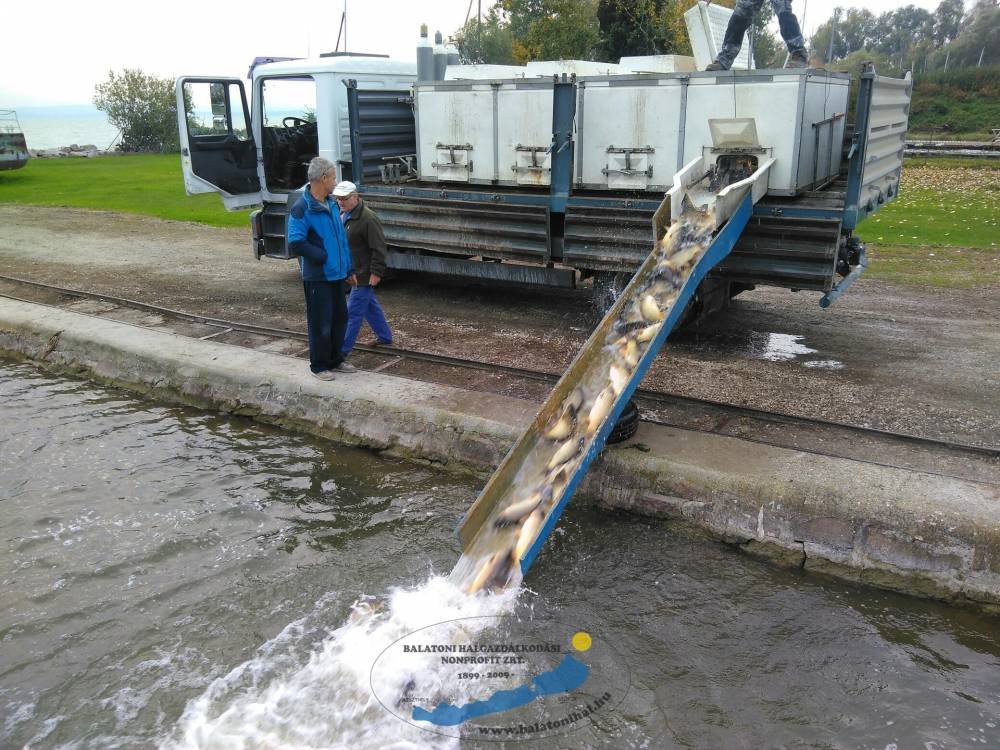 Haltelepítési beszámoló és előrejelzés