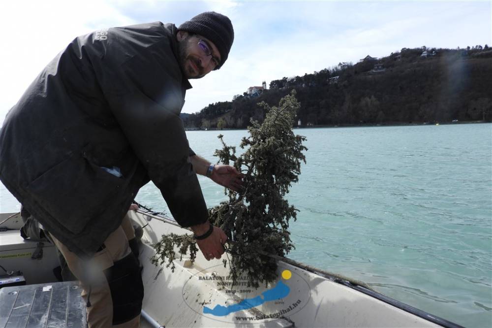 Balaton-szerte leívtak a süllők
