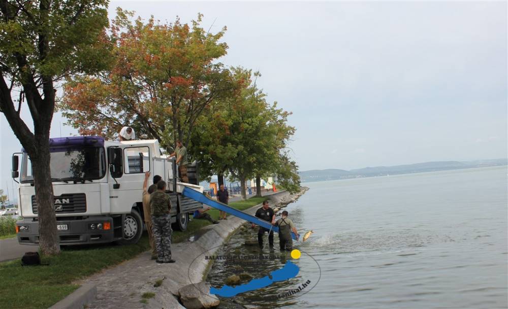 8520 kg ponttyal kezdtük meg az őszi haltelepítéseket