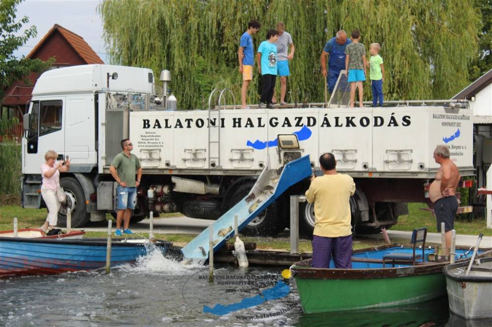 Haltelepítési beszámoló