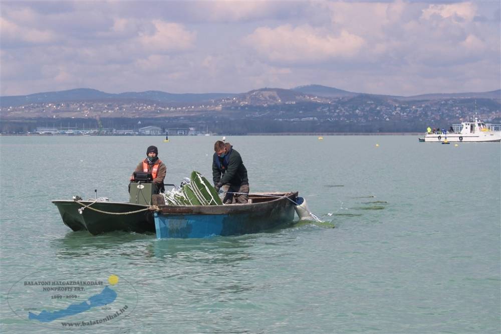 Kihelyeztük a Balatonba az új típusú süllőfészkeket