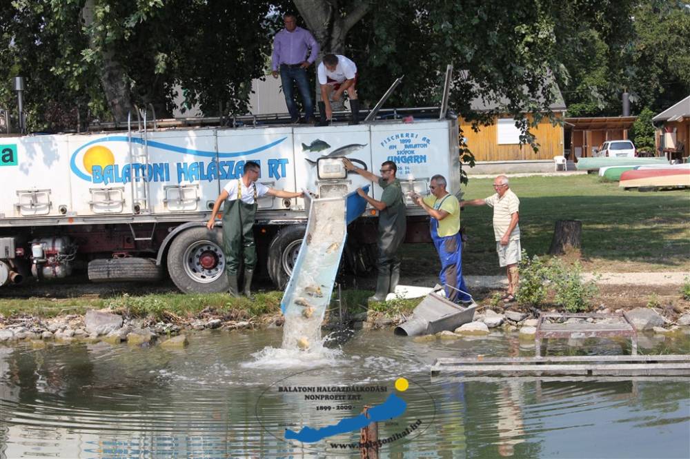 Haltelepítési beszámoló