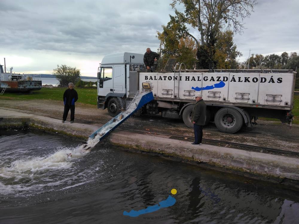 Haltelepítései beszámoló és előrejelzés