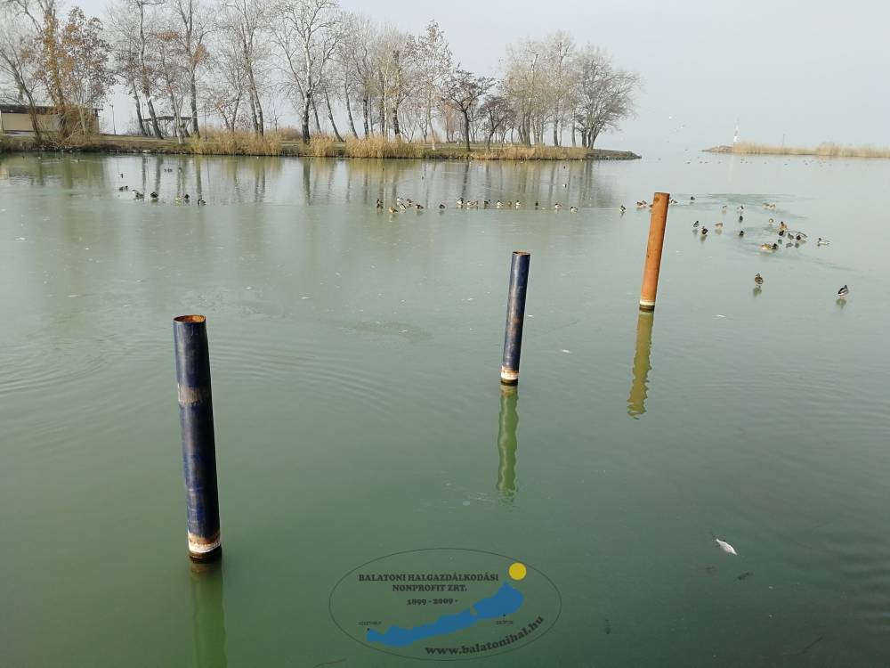 Oxigénhiány a balatonboglári kikötőben