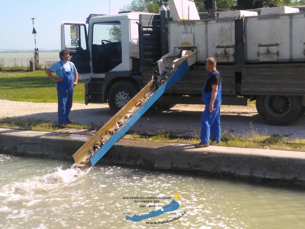 Haltelepítési beszámoló