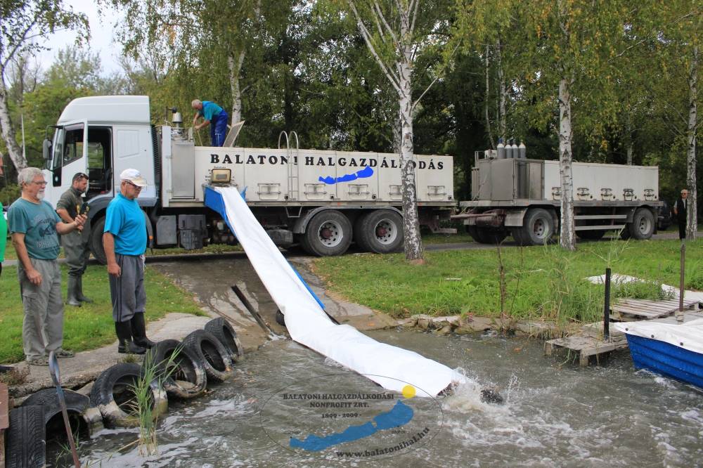 Haltelepítési beszámoló és előrejelzés