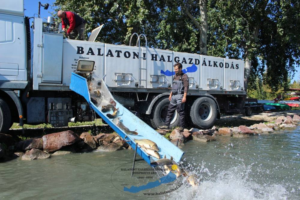 Haltelepítési beszámoló és előrejelzés