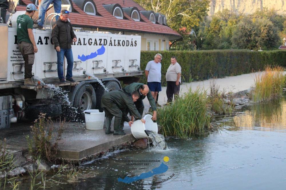 Haltelepítési beszámoló és előrejelzés