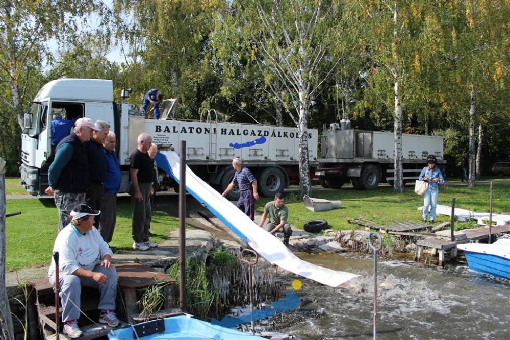 Haltelepítési beszámoló és előrejelzés