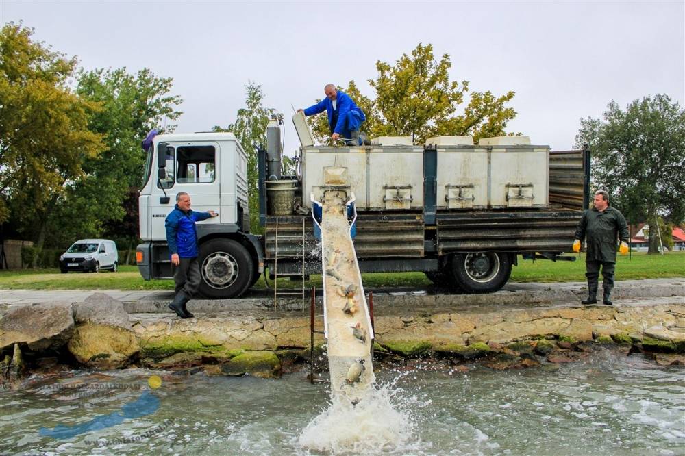 Haltelepítési beszámoló és előrejelzés