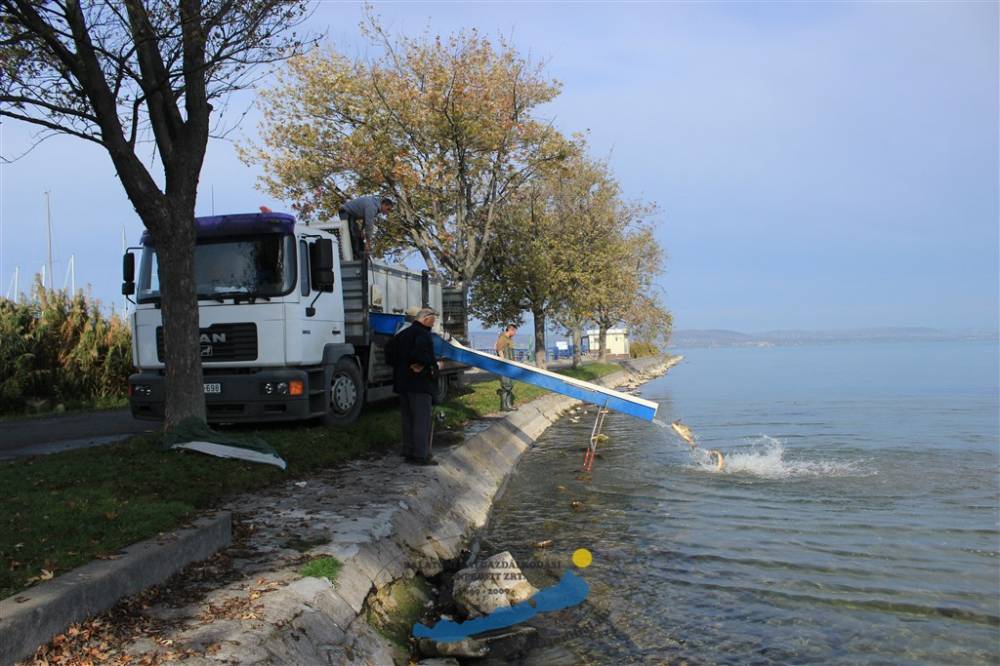 Haltelepítési beszámoló és előrejelzés