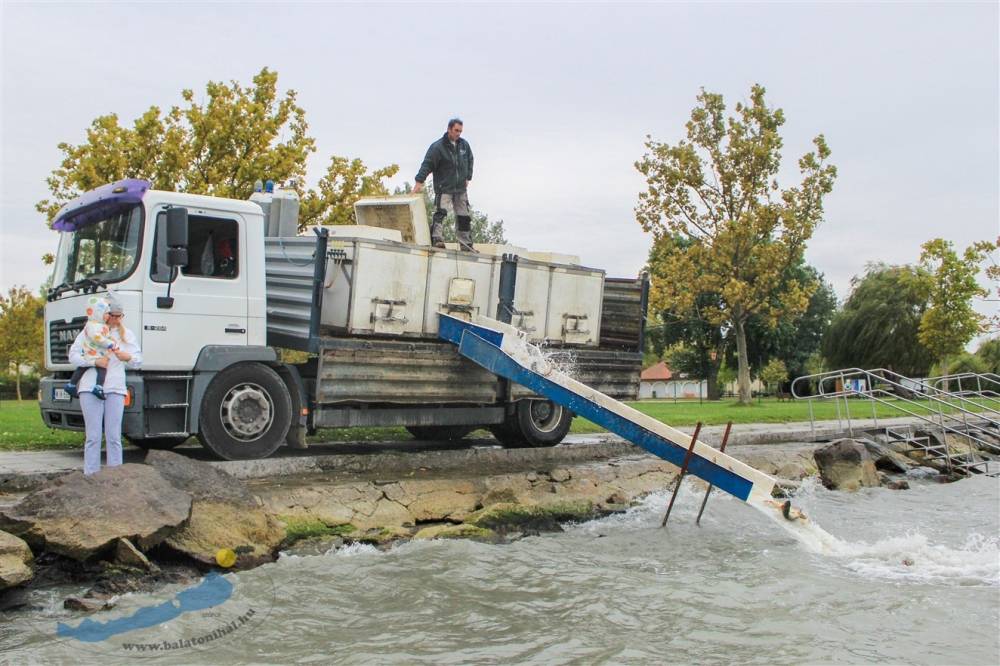 Haltelepítési beszámoló és előrejelzés