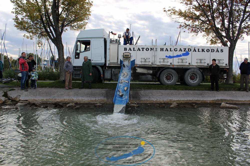 Haltelepítési beszámoló és előrejelzés