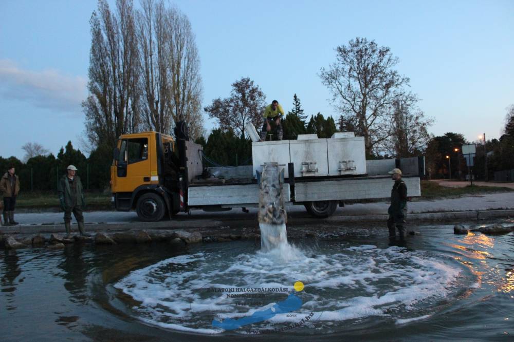 Haltelepítési beszámoló és előrejelzés