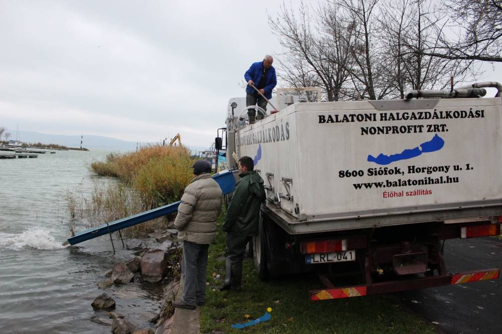  Haltelepítési beszámoló és előrejelzés