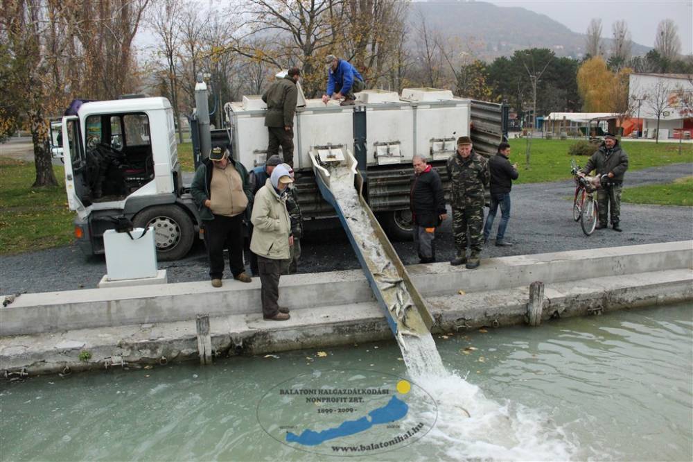 Süllőtelepítési beszámoló és előrejelzés