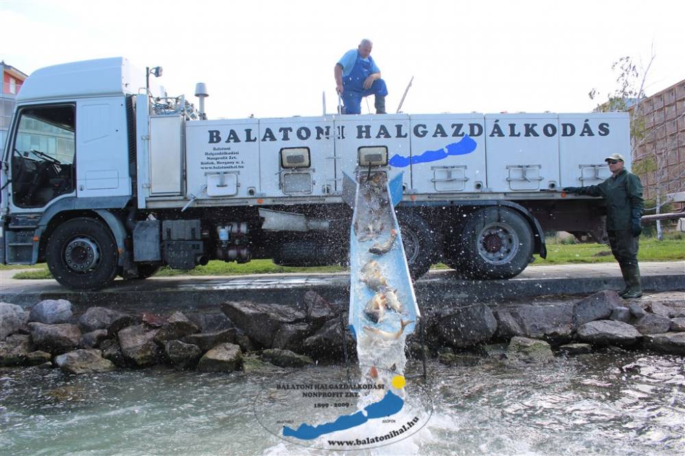 Haltelepítési beszámoló és előrejelzés