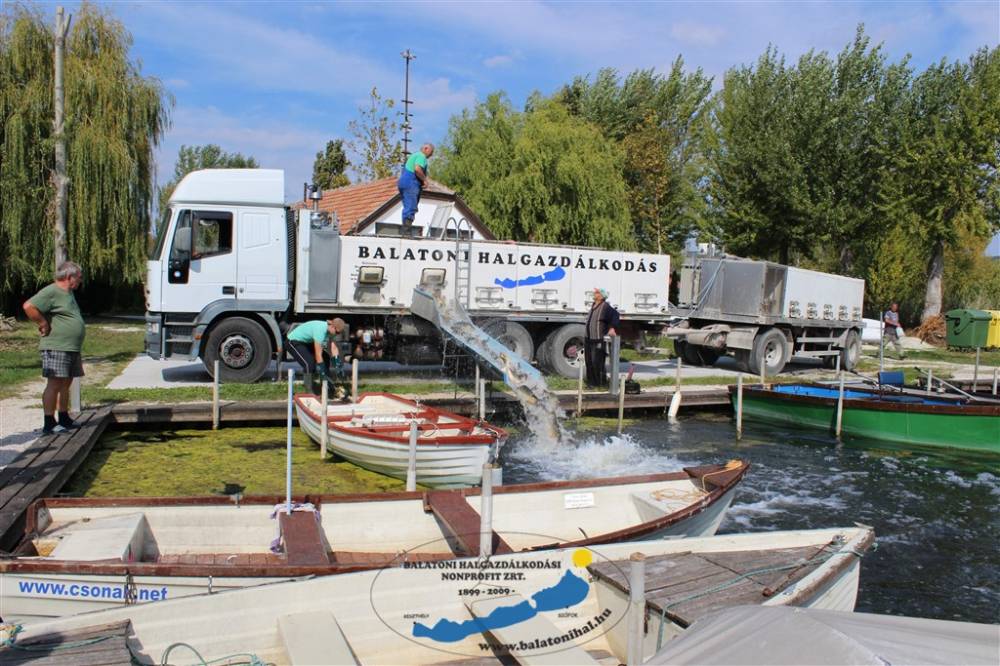 Haltelepítési beszámoló és előrejelzés