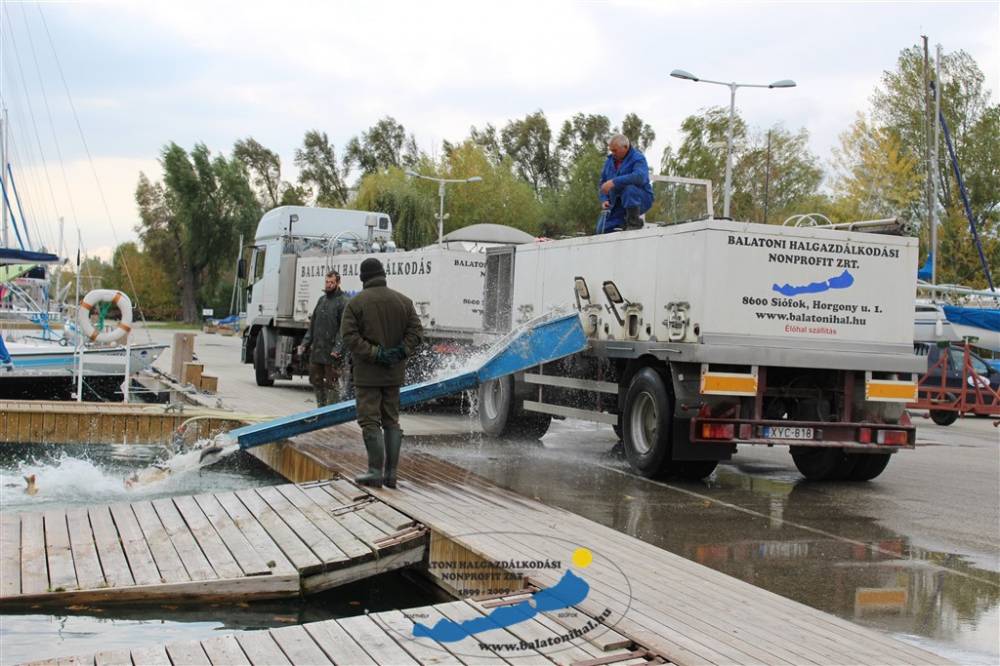 Haltelepítési beszámoló és előrejelzés