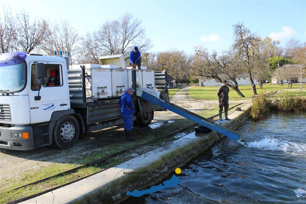 Haltelepítési beszámoló és előrejelzés